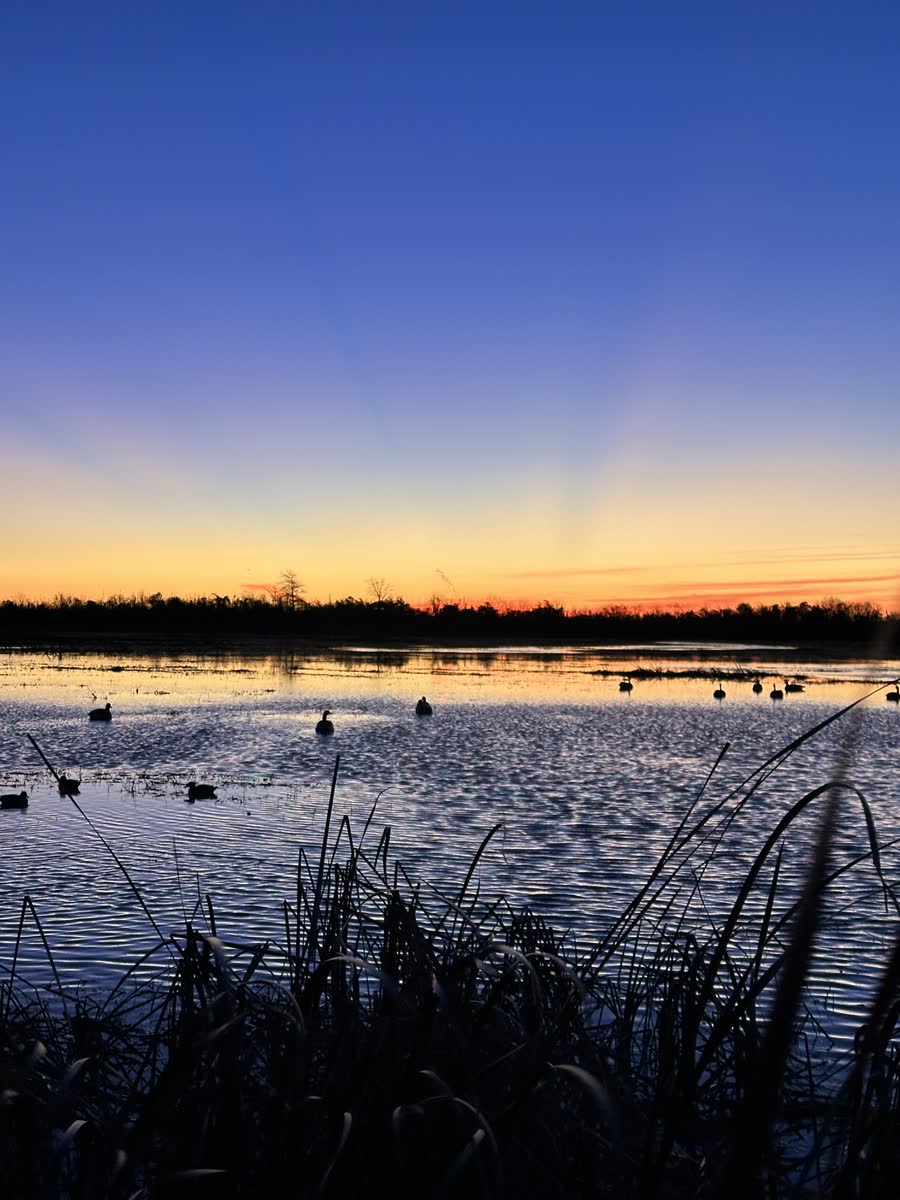 Duck decoys floating in morning water