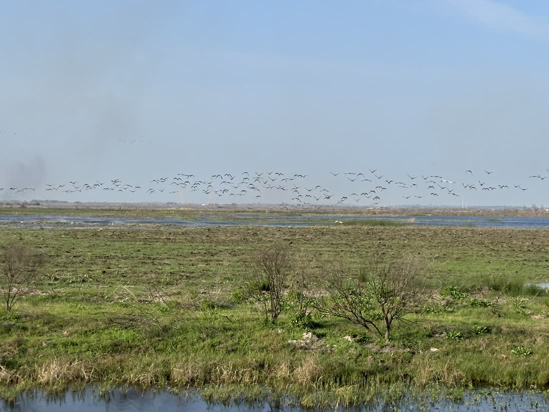 Geese flying low over Southwest Louisiana marsh
